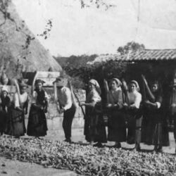 O mundo rural, onde o António José viveu a infância e a adolescência.
Uma malhada na eira da quinta da Torre de Moldes, no início do século xx.